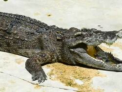Crocodile Stock Footage