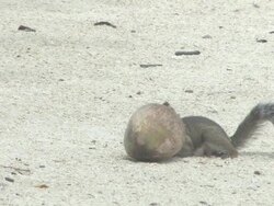Squirrel and coconut 2 Stock Footage
