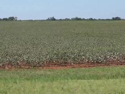 Cotton Fields Stock Footage