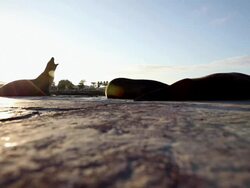 MS Shot of sea lion on shore at sunset / Cantons, Galapagos, Ecuador Stock Footage