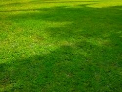 Grass texture Stock Footage