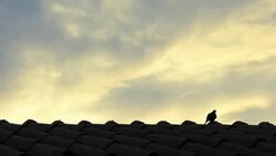 Birds on the roof Stock Footage