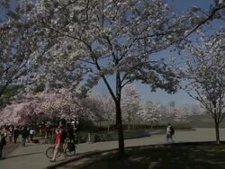 DC's Cherry Blossoms Come To Late Bloom Stock Footage