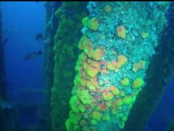 AP's Rich Matthews dives into the Gulf of Mexico and finds a clear line between living and dead creatures on supports that hold an oil rig. But, scientists say it's too early to say that the BP oil spill is to blame. News Clip