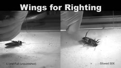 Robert Full: The secrets of nature's grossest creatures, channeled into robots Instructional Video