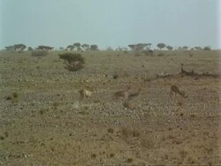 WA Arabian gazelles, Gazella arabica, running in desert, Jiddat al Harasis desert, Oman Stock Footage