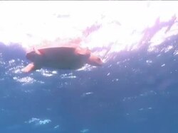 Low Angle hand-held push-in - A sea turtle floating near the surface of the water starts paddling downward. Stock Footage