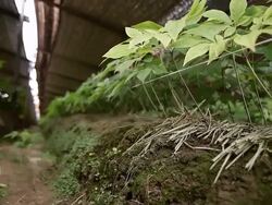 CU PAN LA Ginseng's stem and leaf planted at plantation / Geumsan, Chungcheongnamdo, South Korea Stock Footage