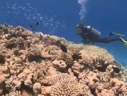 Diver swimming over reef past schools of fishes, Vaavu Atoll, The Maldives. Stock Footage