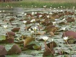 Tropical swamp 4  60i Stock Footage