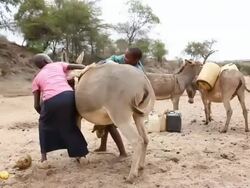 Boy and girl loading donkey with water gallons Stock Footage