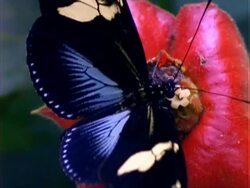 Butterfly, BCU black/cream butterfly on red flower, feeds, flaps wings and flies off, Panama, Central America Stock Footage