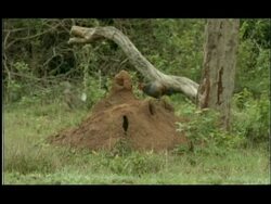 Termite mound in woodland clearing; Jungle Fowl (Gallus sp.) and Indian Myna bird (Acridotheres tristis) foraging for emerging termites, Nagarahole, India Stock Footage