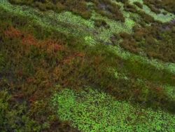 looking down from above at swamp Stock Footage