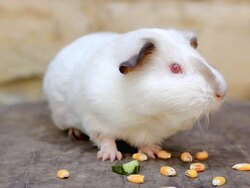 guinea pig Stock Footage