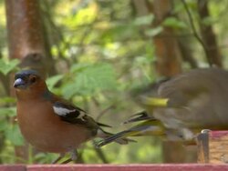 Birds eating on a feeder Stock Footage