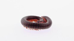 Millipede Stock Footage