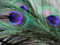 CU Orchids on moving stem / Singapore Stock Footage