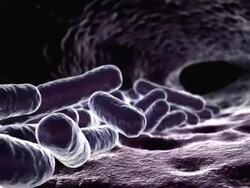 E. coli Escherichia coli bacteria reproducing in the gut Stock Footage