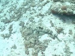 Crocodile fish (Cymbacephalus beauforti) on sea floor Stock Footage