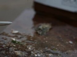 Oyster Stock Footage