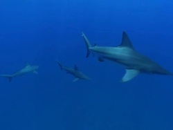 MS Shot of Blacktip shark aggregation swimming in open water / Aliwal Shoal, Kwa Zulu Natal, South Africa Stock Footage