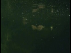 MS Underwater view, Shoal of Marbled Hatchet fish feeding at water surface, South America Stock Footage