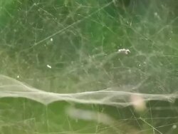 Cobweb Stock Footage