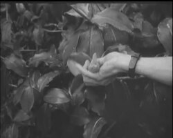 JUNGLE SURVIVAL News Clip