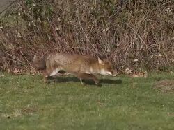 Red Fox, Vulpes vulpes, Adult running on Grass, Slow motion. Stock Footage