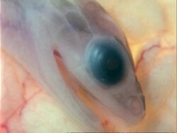 CU 2 week old Grass Snake embryo, head Stock Footage