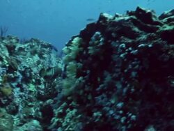 Scuba diving Stock Footage