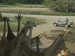 Tilt Down Shot Giraffes Safari World Bangkok Thailand Stock Footage