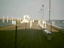 Seagull Dock Stock Footage