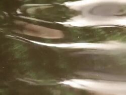 Algae Floating on the Surface Stock Footage