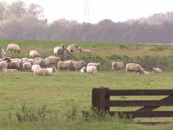 Sheeps grazing on meadow Stock Footage