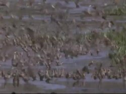 MCU Flock of Red-billed Quelea birds taking off and landing, drinking and bathing in stream, Mana Pools, Zimbabwe Stock Footage