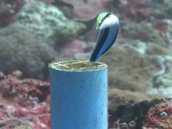 False Cleanerfish (Aspidontus taeniatus) swims out of plastic pipe home, other reef fishes around, Monad Shoa, Malapascua, The Philippines Stock Footage