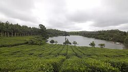 View at a tea plantation in a tropical environment Stock Footage