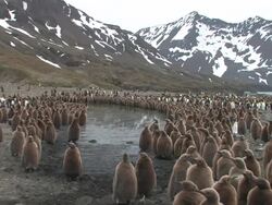 WS, King penguins (Aptenodytes patagonicus) gathering around pond, mountains in background, South Georgia Island, Falkland Islands, British overseas territory Stock Footage