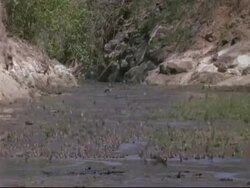 WA Flock of Red-billed Quelea birds taking off and landing, drinking from stream, rocky background, Mana Pools, Zimbabwe Stock Footage