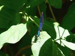 Blue dragonfly on the forest scared by a buterfly! Stock Footage