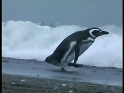 MS Magellanic penguin, Spheniscus magellanicus, waddling into water, swims away, Antarctica Stock Footage