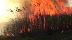 Sugar cane Fire Stock Footage