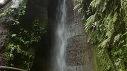 Rainforest waterfall Stock Footage
