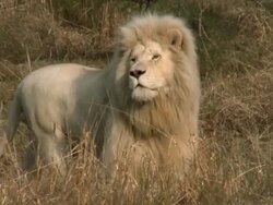Male white lion prowling on African savannah Stock Footage