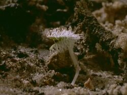 T/L MCU Blepharis seed germinating Stock Footage