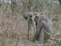 Baboons, mother and young, MS, Tanzania Stock Footage