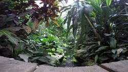 Small waterfall and botany Stock Footage