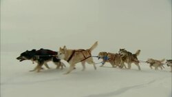 Sled dogs work together to pull a sled. Stock Footage